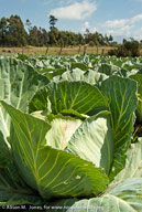 Cabbage field