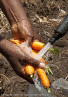 Carrots