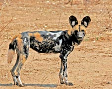 Cape Hunting Dog